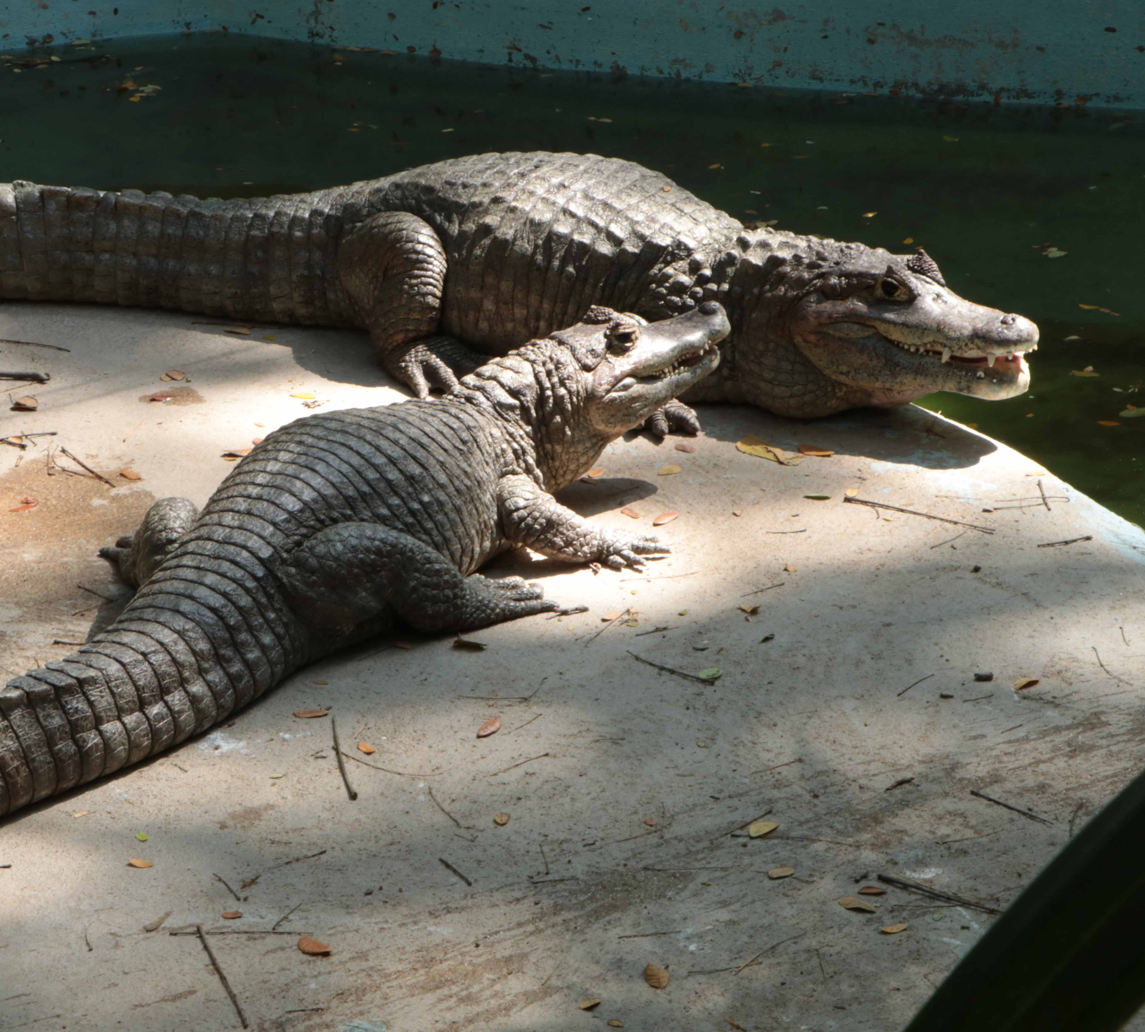Siamese Crocodile